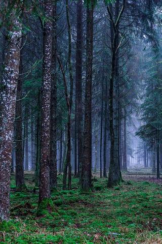 Forest Landscape, Germany