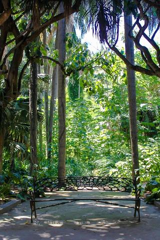 Garden in Algiers, Algeria