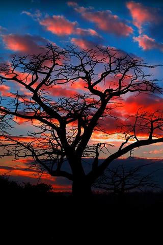Tree at Sunset, Angola