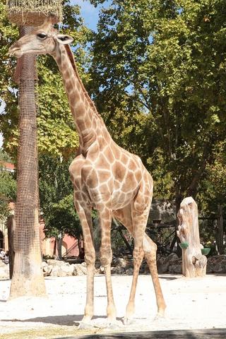 Giraffe in Angola Zoo