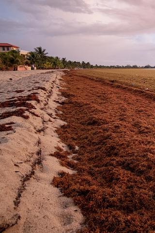 Sargassum on Beach in Belize