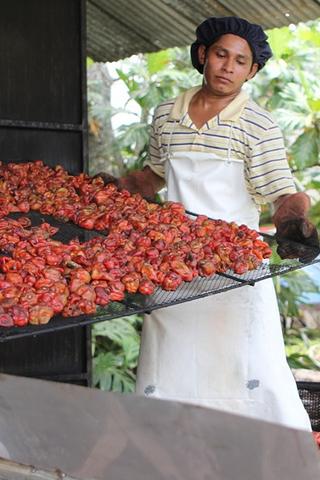 Red Habanero Smoker, Belize 