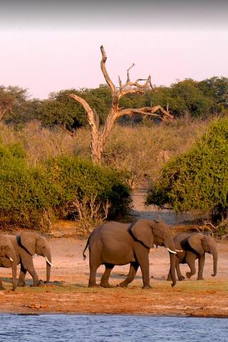 Elephants, Botswana Elephants, Botswana