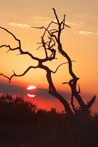 Chobe National Park at Sunset, Botswana Chobe National Park at Sunset, Botswana