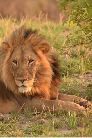 Lion, Botswana Lion, Botswana