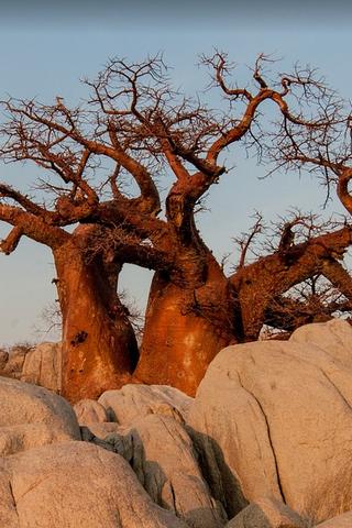 Baobab Trees, Botswana