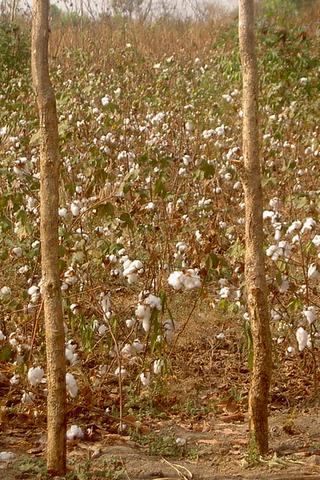 Cotton Field, Central African Republic