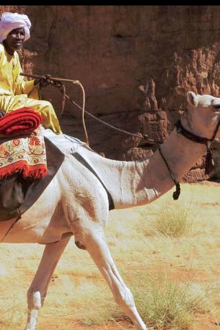 Camel Rider, Chad