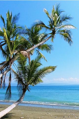 Palm Tree & Beach, Costa Rica