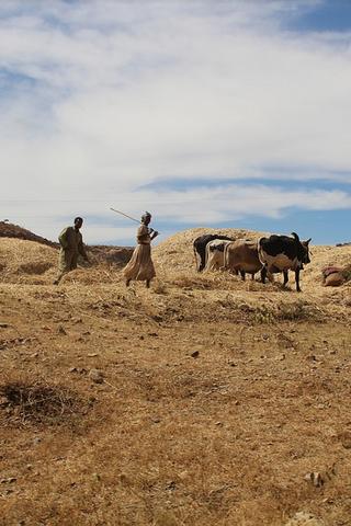 Farming, Eritrea