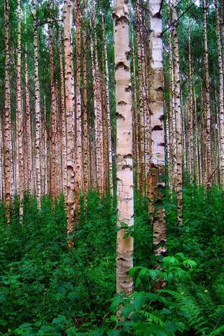 Birch Trees, Finland