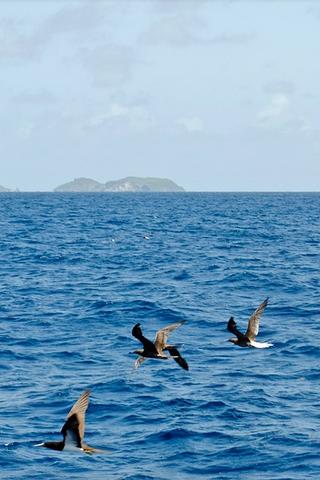Seabirds, Grenada