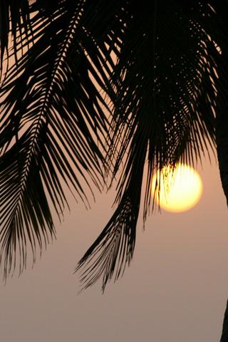Palm Tree, Guinea 