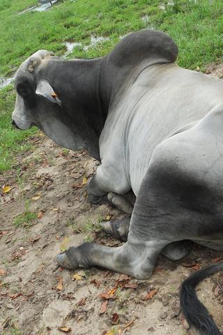 Zebu, Guyana