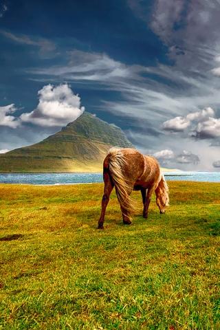 Horse Grazing, Iceland 