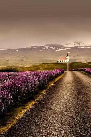 Flowers, Iceland