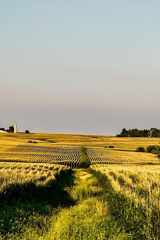Corn Field, Iowa (USA) 