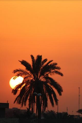 Sunset and Palm Tree, Iraq