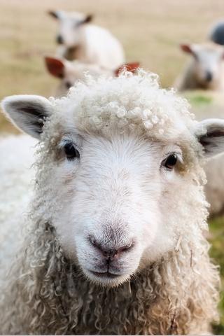 Sheep Close Up, Ireland