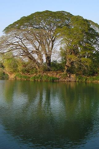 Tree near Water, Laos