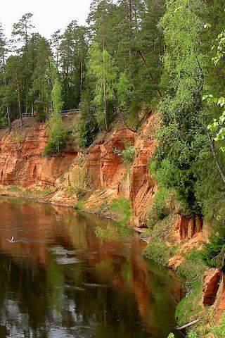 Forest on Riverbank, Latvia
