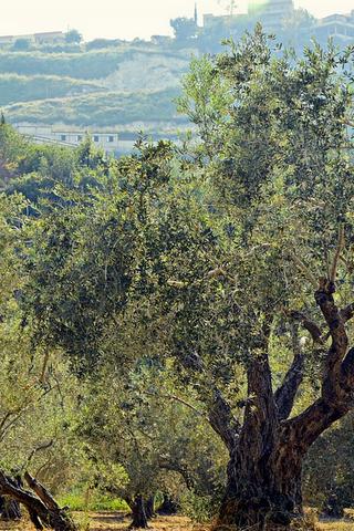Olive Trees, Lebanon