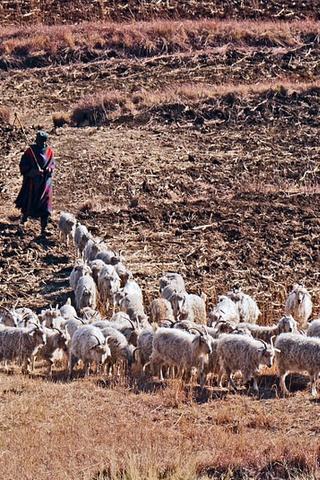 Goat Herding, Lesotho