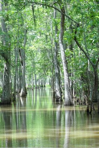 Swamp, Louisiana