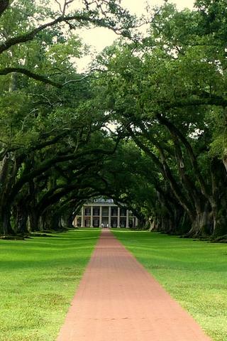 Historic Trees, Louisiana