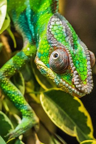 Chameleon, Madagascar