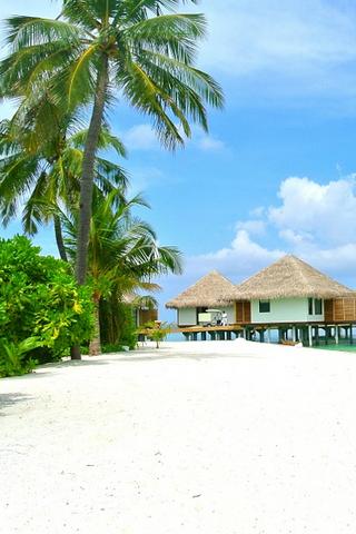 Palm Tree and Beach, Maldives